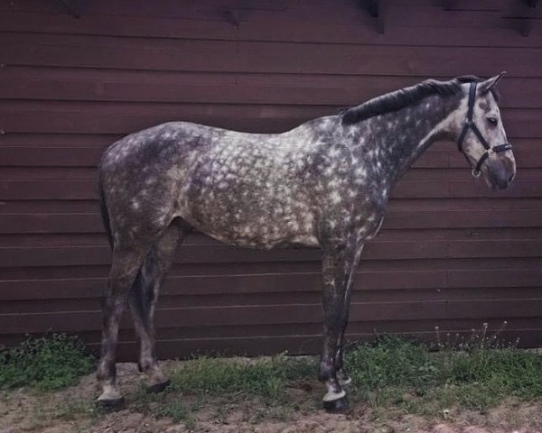 Pferd Agropoint Carisma (Holsteiner, 2011, von Calido I)