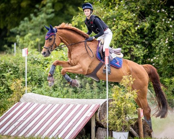 Springpferd Shirley 126 (Mecklenburger, 2009, von Saverio)