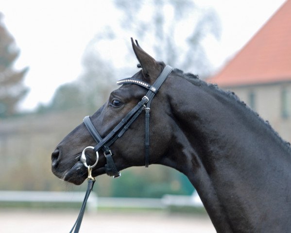 Deckhengst Fürst Samuel (Hannoveraner, 2012, von Fürst Heinrich)