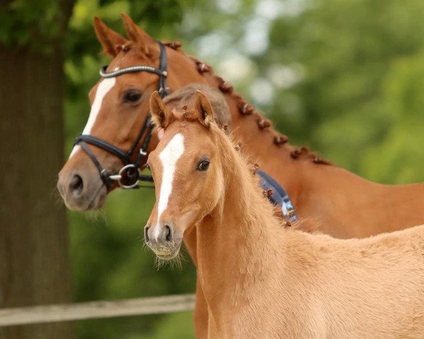 Pferd Danny Junior (Deutsches Reitpony, 2020, von Danny Gold)