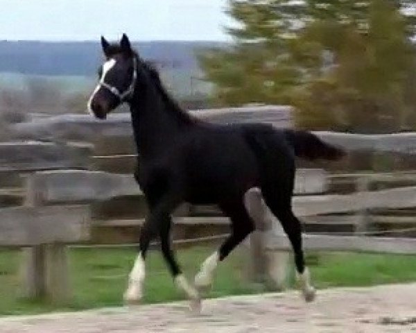 Zuchtstute Serafina 86 (Hannoveraner, 2017, von San Amour I)