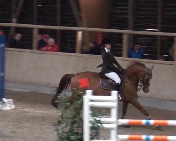 Hallenspringturnier Heidelberg-Kirchheim 2015