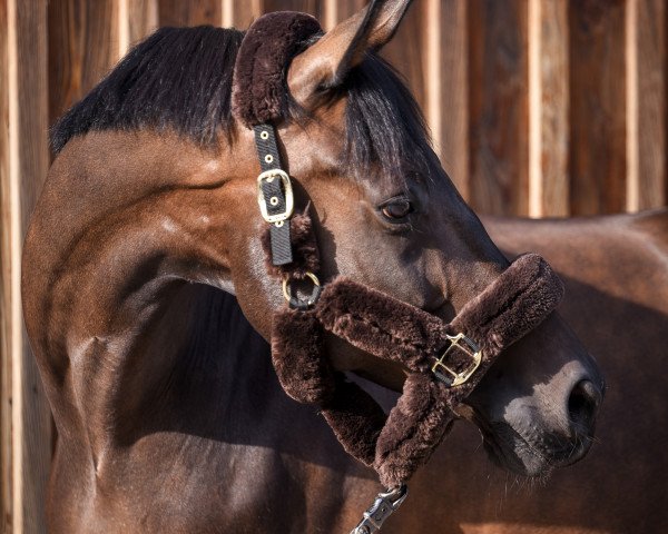dressage horse Bentley 91 (KWPN (Royal Dutch Sporthorse), 2006, from Tuschinski)