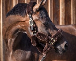 dressage horse Bentley 91 (KWPN (Royal Dutch Sporthorse), 2006, from Tuschinski)