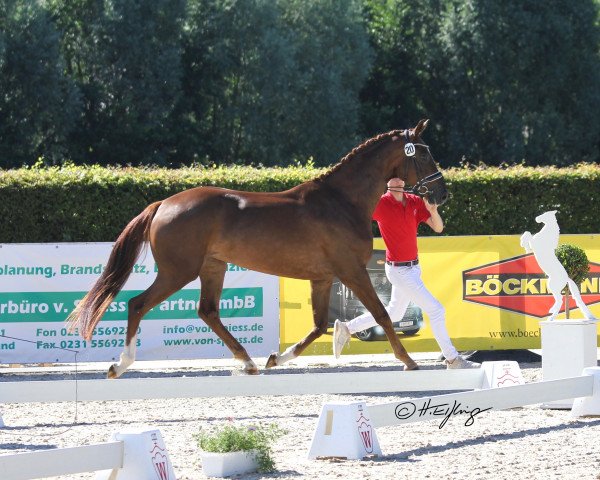 Zuchtstute Sissi (Westfale, 2016, von Sir Heinrich OLD)