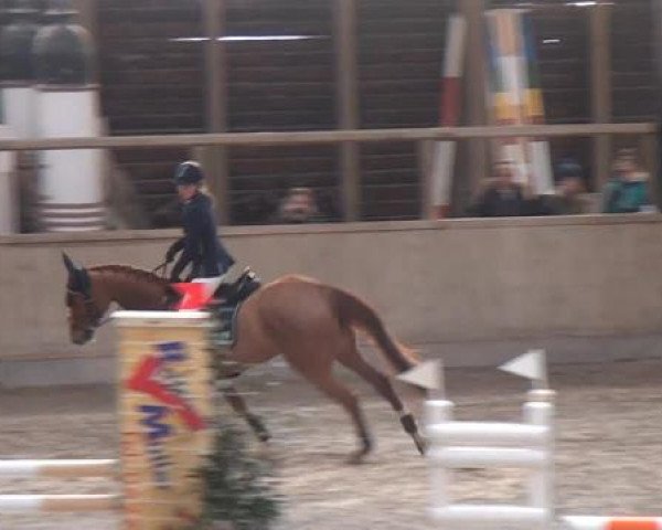 Hallenspringturnier Heidelberg-Kirchheim 2015
