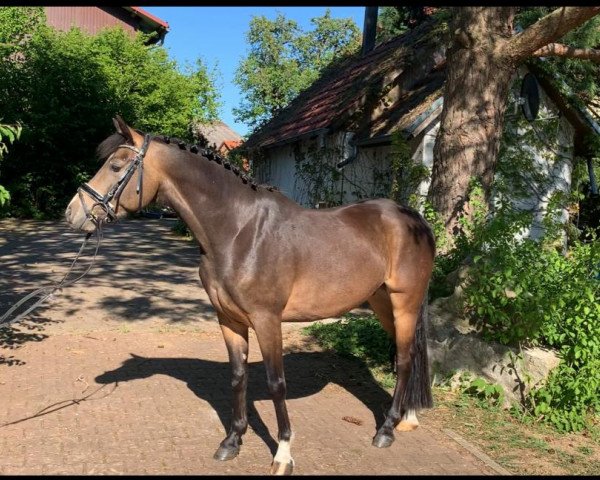 Pferd A Million Dreams (Deutsches Reitpony, 2015, von A Gorgeous)