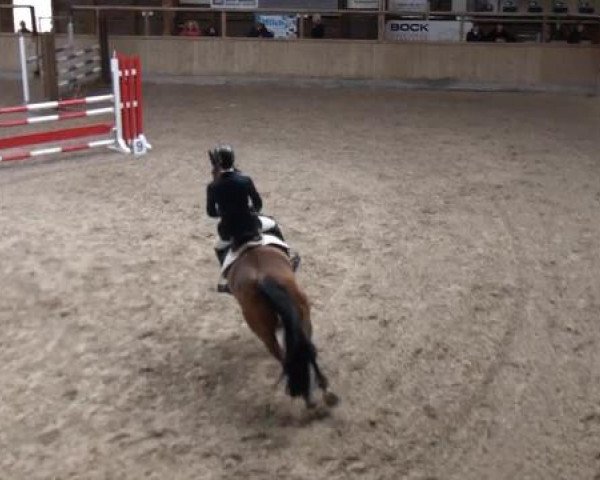 Hallenspringturnier Heidelberg-Kirchheim 2015