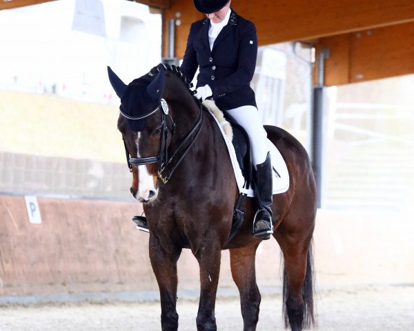 dressage horse Festus 168 (Rhinelander, 2007, from Fleury)