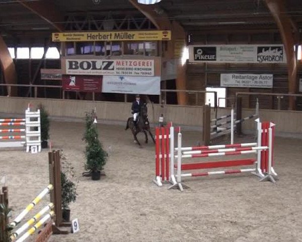 Hallenspringturnier Heidelberg-Kirchheim 2015