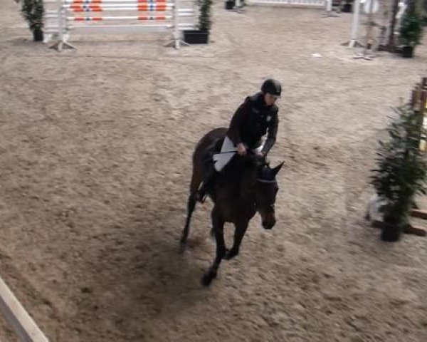 Hallenspringturnier Heidelberg-Kirchheim 2015