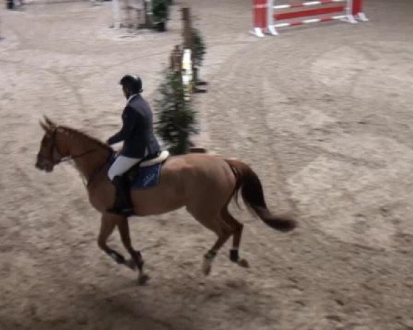 Hallenspringturnier Heidelberg-Kirchheim 2015