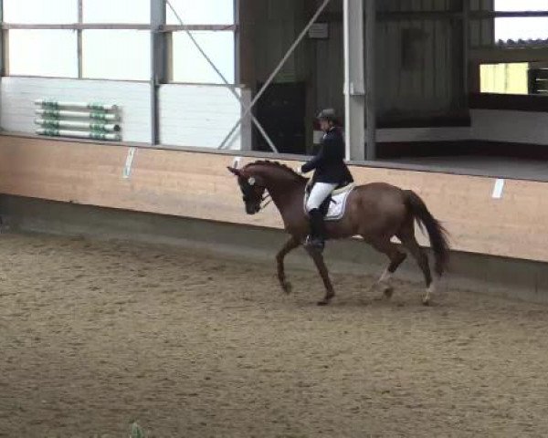 Hallen-Reit- und Springturnier 2015 beim RV Alt Marl