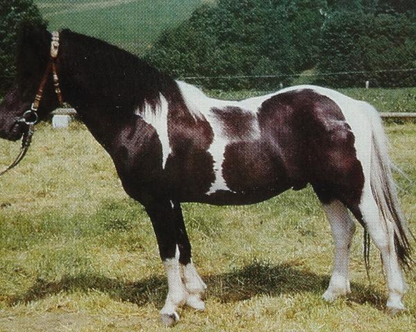 Hřebec Poncho B 387 (Lewitzer, 1973, od Poddi)