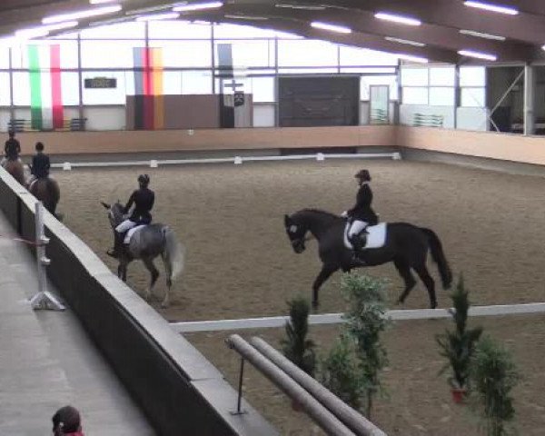 Hallen-Reit- und Springturnier 2015 beim RV Alt Marl
