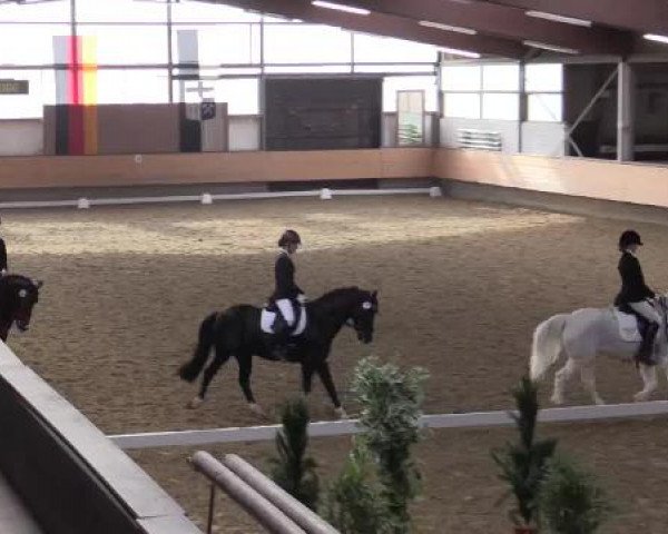 Hallen-Reit- und Springturnier 2015 beim RV Alt Marl