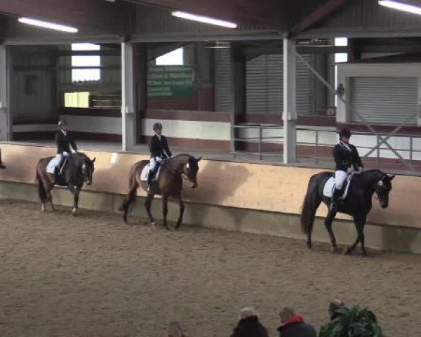 Hallen-Reit- und Springturnier 2015 beim RV Alt Marl