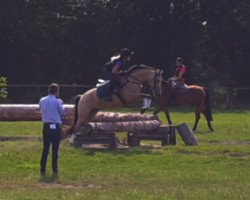broodmare Nobility Queen (German Riding Pony, 2015, from Navignon)