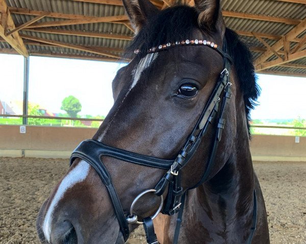 dressage horse All Tequila (Westphalian, 2017, from All Music)