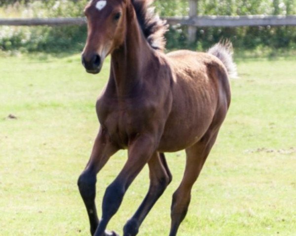 horse Chetan (Holsteiner, 2020, from Catch)