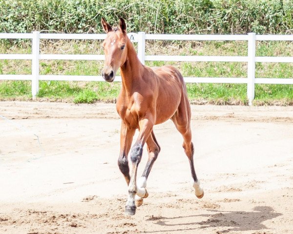 broodmare Nala (Holsteiner, 2020, from Keaton HV)