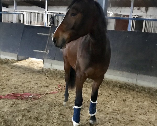 dressage horse Cornados F Z (Zangersheide riding horse, 2017, from Cornado II)