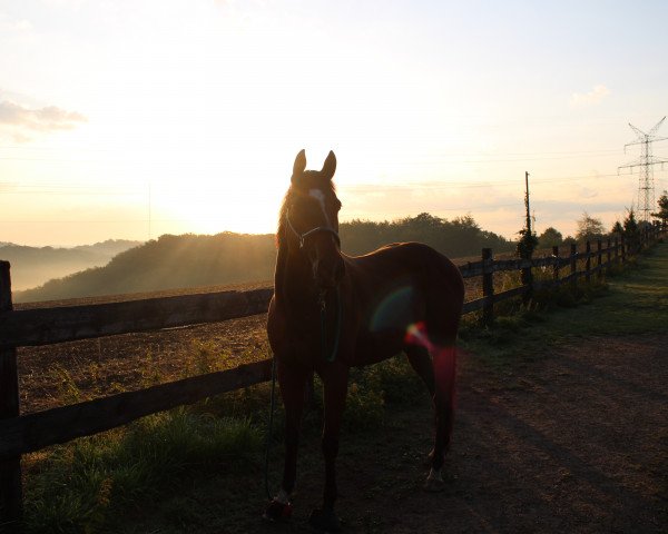 horse Alligator xx (Thoroughbred, 2012, from Goodricke xx)