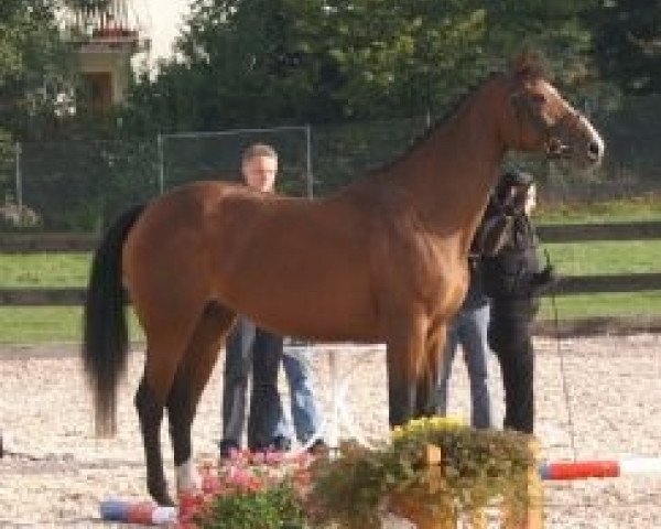 broodmare Takira (Holsteiner, 2003, from Limbus)