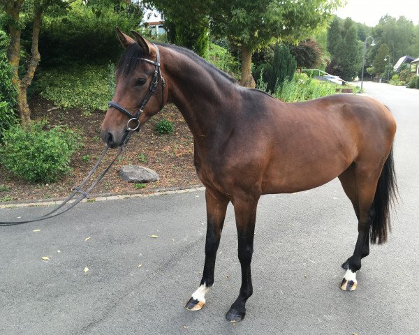 horse Wallach von Le Vivaldi (Hanoverian, 2016, from Le Vivaldi)