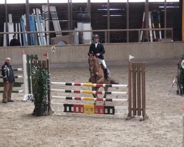 Hallenspringturnier Heidelberg-Kirchheim 2015