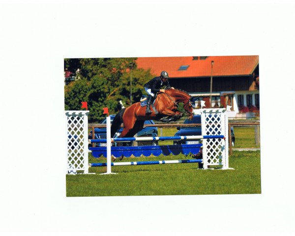 jumper Kalifornia Cation (Bavarian, 2008, from Cassin 2)