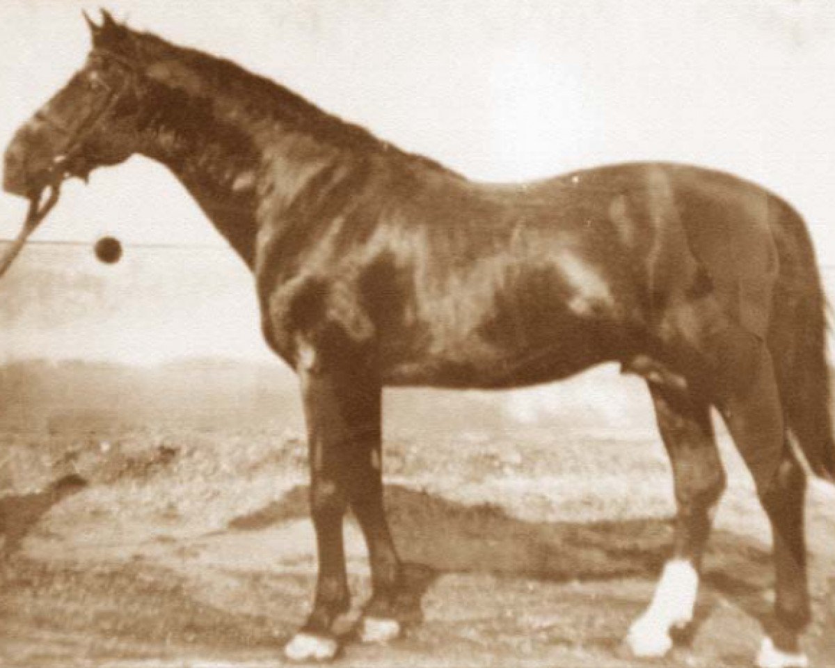 stallion Furioso VII-14 (Furioso, 1927, from Furioso VII)