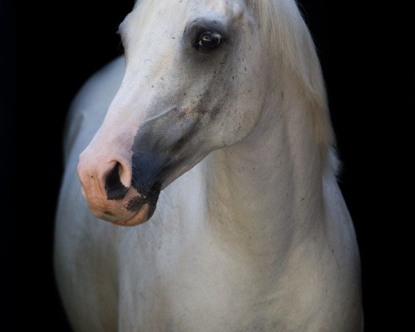 horse SAS Mufadji (Arabian purebred, 2007, from Sas Zafeer ox)