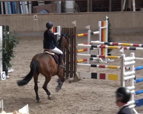 Hallenspringturnier Heidelberg-Kirchheim 2015