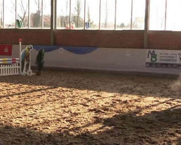 Hallen-Springturnier Greven 2015