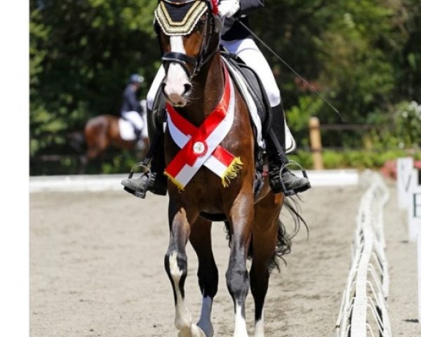 dressage horse La Bella Rosa (Austrian Warmblood, 2015, from Dancier)