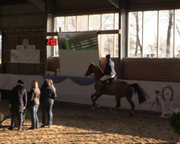 Hallen-Springturnier Greven 2015