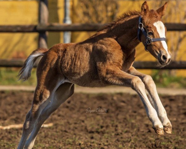 horse Assenmachers New Fashion Queen (German Riding Pony, 2020, from Assenmacher’s New Jackpot)