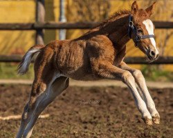horse Assenmachers New Fashion Queen (German Riding Pony, 2020, from Assenmacher’s New Jackpot)