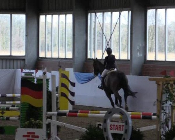 Hallen-Springturnier Greven 2015