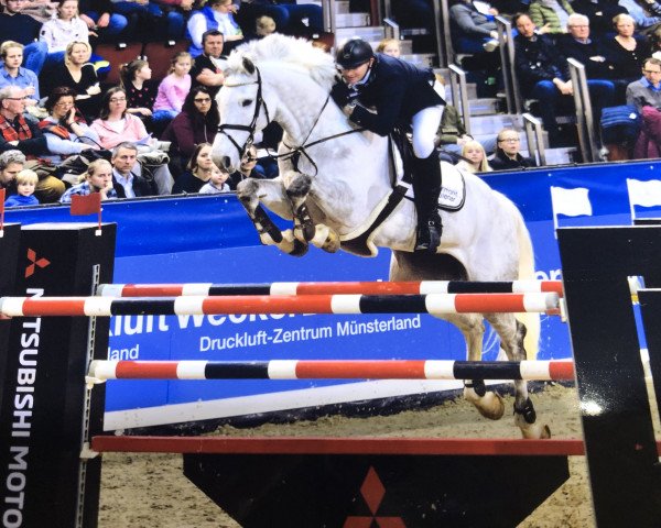 jumper Feeeriek van T & L (Belgian Warmblood, 2011, from Houston)