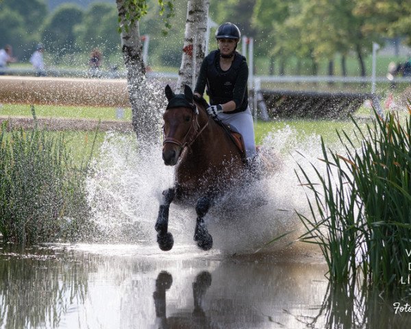 Dressurpferd Escuchuelo (Pura Raza Espanola (PRE), 2006, von Lebrijano XVII) Dressurpferd Escuchuelo (Pura Raza Espanola (PRE), 2006, von Lebrijano XVII)