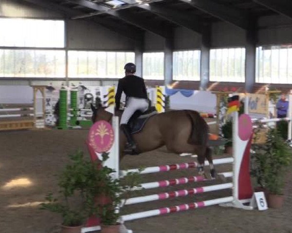 Hallen-Springturnier Greven 2015
