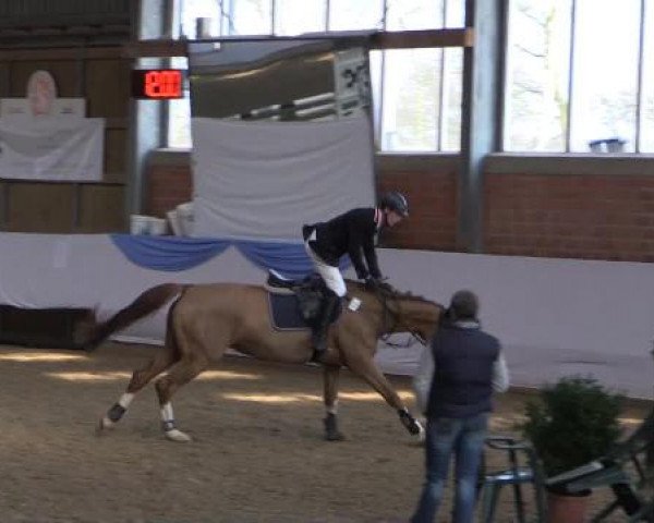 Hallen-Springturnier Greven 2015
