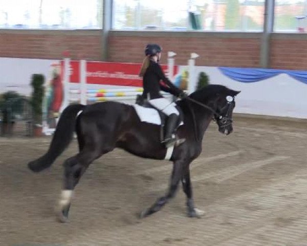 Hallen-Springturnier Greven 2015