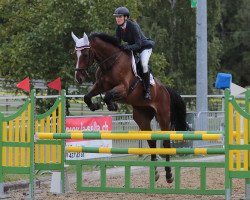 jumper Casanova vom Pferdeparadies CH (Swiss Warmblood, 2010, from Comet A.S. FL.)
