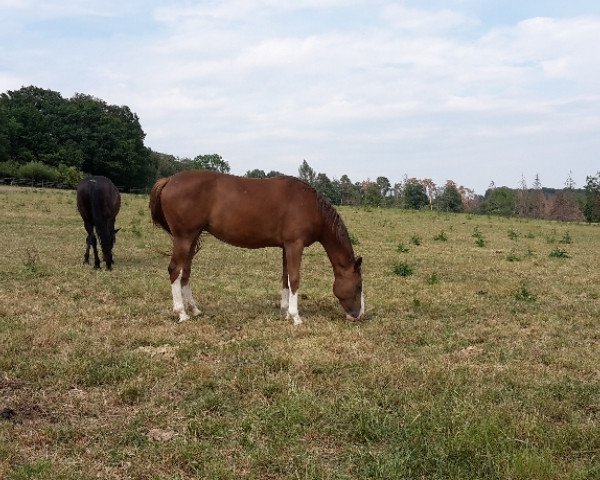 broodmare Diakkata (Hanoverian, 2017, from Diamant de Plaisir 178 FIN)