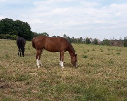 broodmare Diakkata (Hanoverian, 2017, from Diamant de Plaisir 178 FIN)
