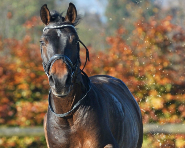 jumper Iannique of the Lowlands (Belgian Warmblood, 2008, from Quasimodo Z)