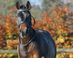 Springpferd Iannique of the Lowlands (Belgisches Warmblut, 2008, von Quasimodo Z)